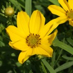 Prairie Flowers & Ecology
