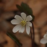 Early Spring Wildflower and Nature Hike