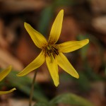 Yellow Fawn  Lily