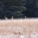 Deer on Prairie