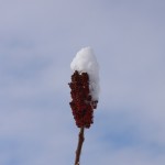 Staghorn Sumac