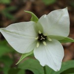 6 Sweet White Trillium