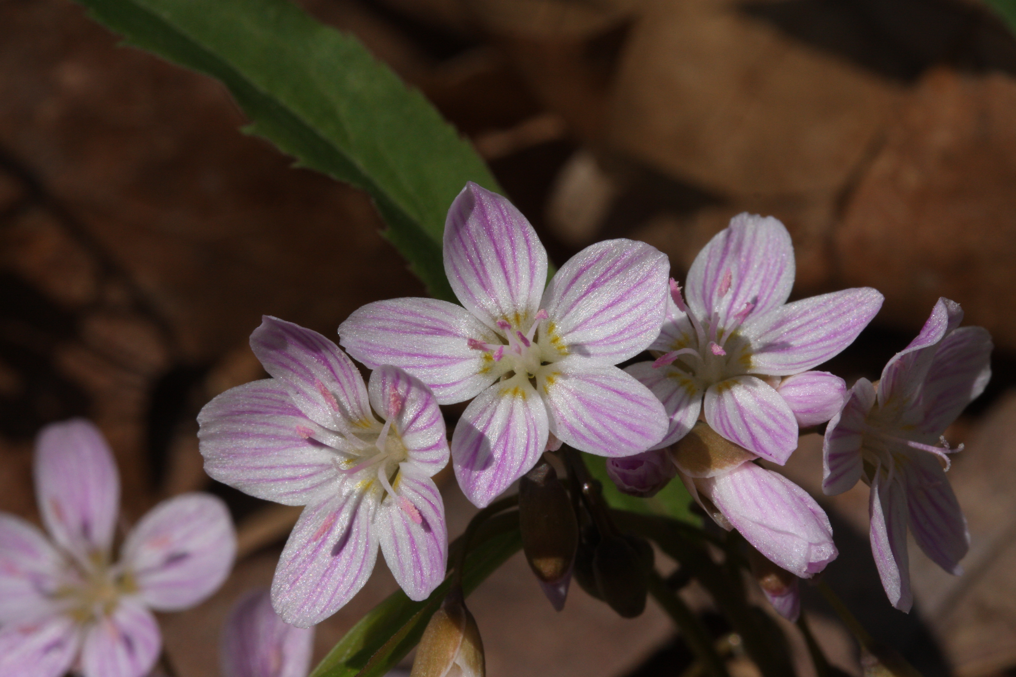 Spring Beauty — Craig Elston