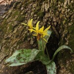 Yellow Fawn Lily
