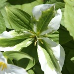 mycoplasma-infected Trillium grandiflorum