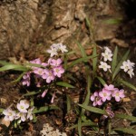 Spring-Beauty Claytonia virginica
