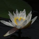 10 White Water Lily