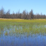 Swamp Lakes Area