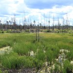 Swamp Lakes Area