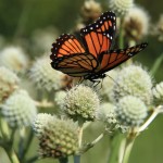 Prairie Flowers and Butterflies