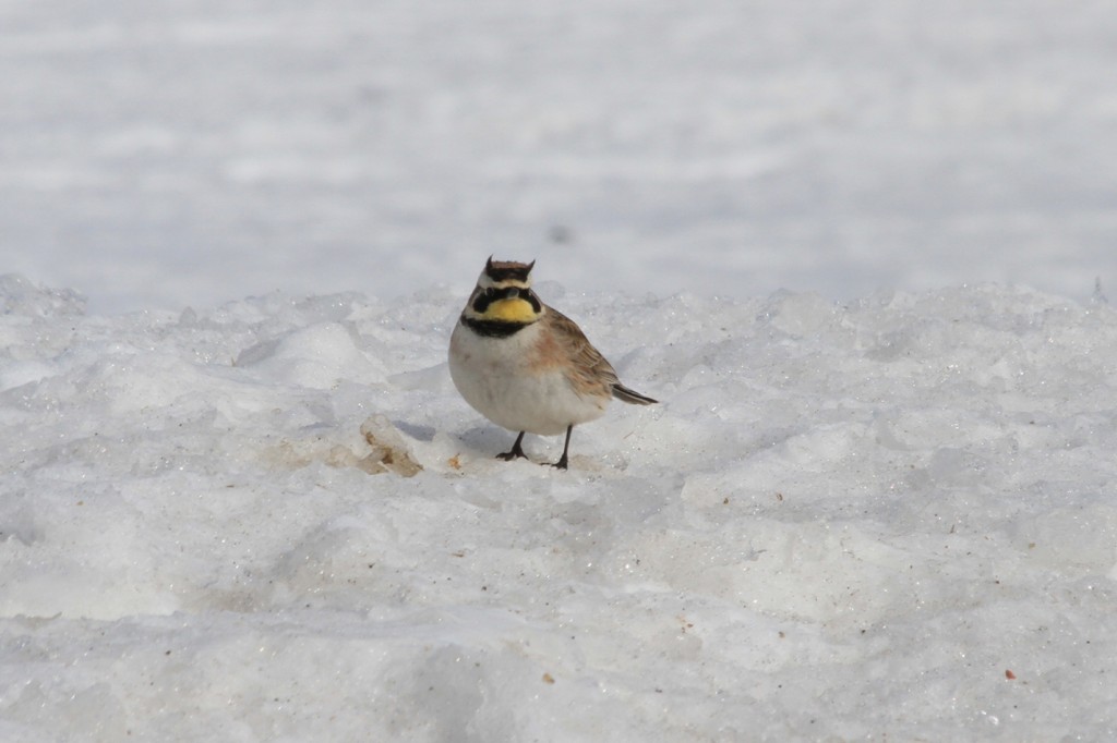 Horned Lark Front