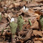 Bloodroot Leaves Curled