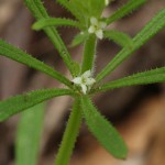 Annual Bedstraw