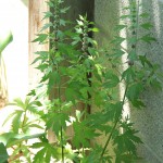 Motherwort Plant