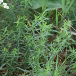 Nothern Bedstraw Plant