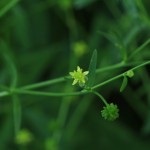 Small-Flowered Buttercup