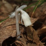 Indian-Pipe