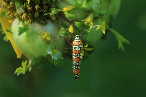 Ailanthus Webworm Moth