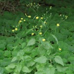 Nipplewort Plant