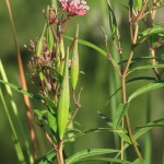 Swamp Milkweed Plant