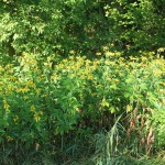 Tall Coneflower Plant