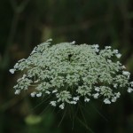 Wild Carrot or Queen Annes Lace