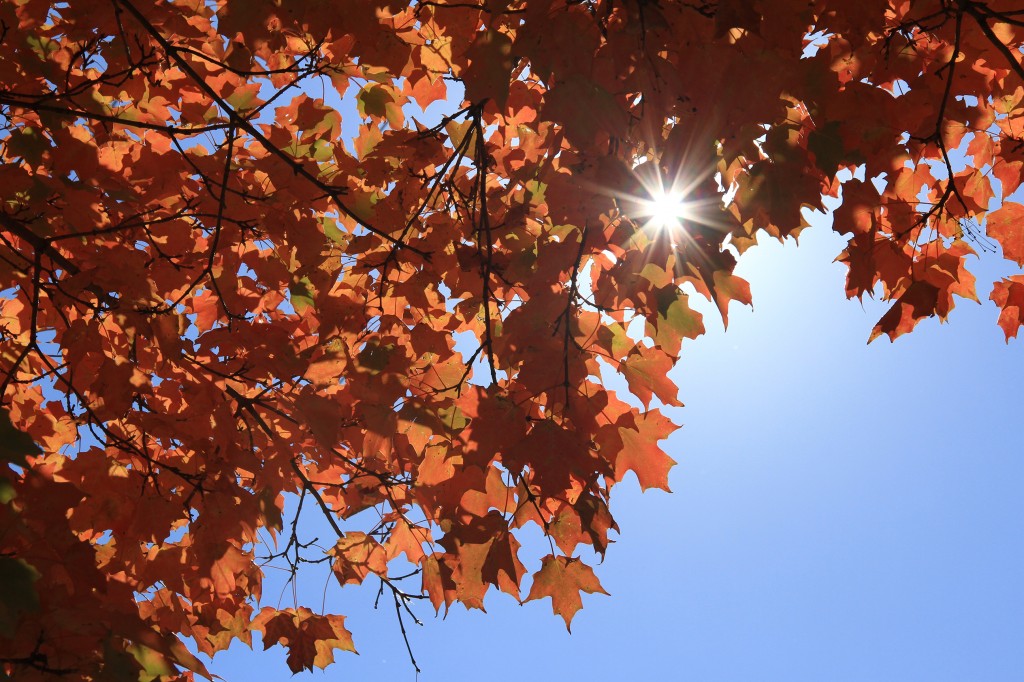 Sun Through Maple