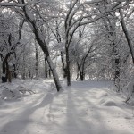 Winter Trees and Nature Hike