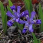 Dwarf lake Iris