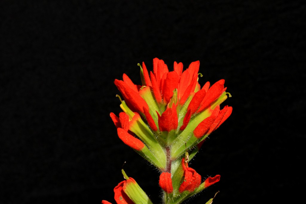 Indian Paint Brush