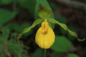 Yellow Lady Slipper