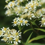 Flat-Topped White Aster