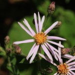Large-Leaved Aster