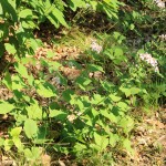 Large-Leaved Aster Plant