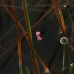Small Purple Bladderwort