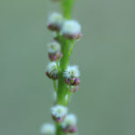 Common Bog Arrow-Grass