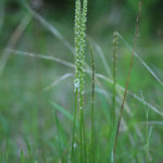 Common Bog Arrow-Grass Plant