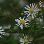 Frost Aster