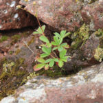 Three-Toothed Cinquefoil Plant