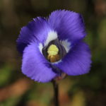 Small Fringed Gentian
