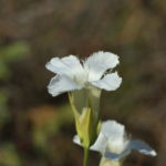 Small Fringed Gentian, White Form